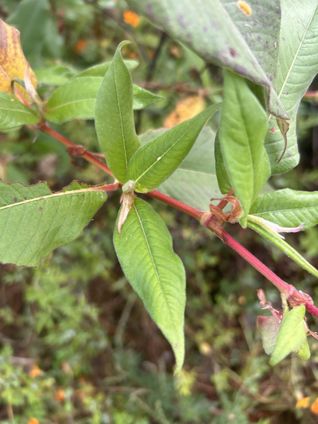 Pflanzenbild gross Vielähriger Knöterich - Polygonum polystachyum