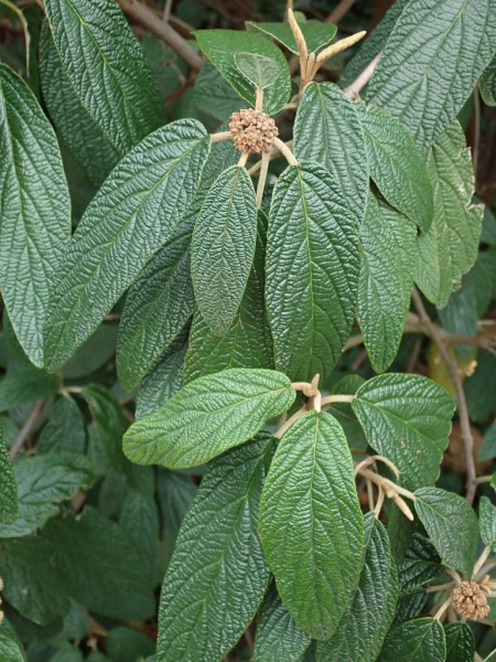 Pflanzenbild gross Runzelblättriger Schneeball - Viburnum rhytidophyllum
