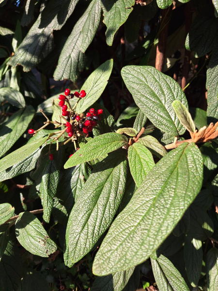 Pflanzenbild gross Runzelblättriger Schneeball - Viburnum rhytidophyllum