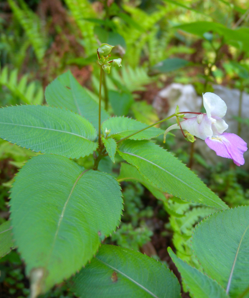Pflanzenbild gross Balfours Springkraut - Impatiens balfourii