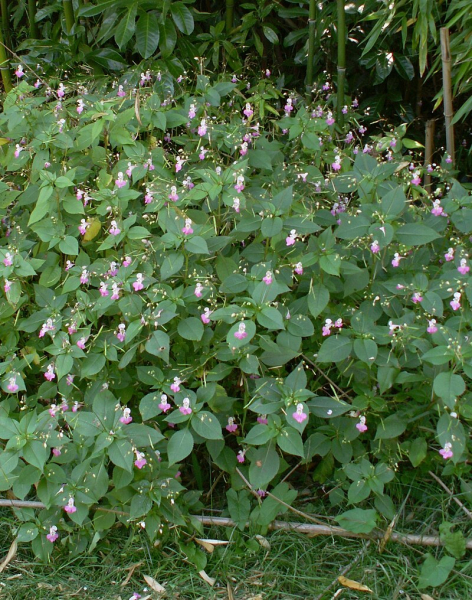 Pflanzenbild gross Balfours Springkraut - Impatiens balfourii