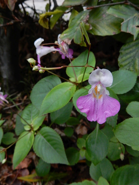 Pflanzenbild gross Balfours Springkraut - Impatiens balfourii