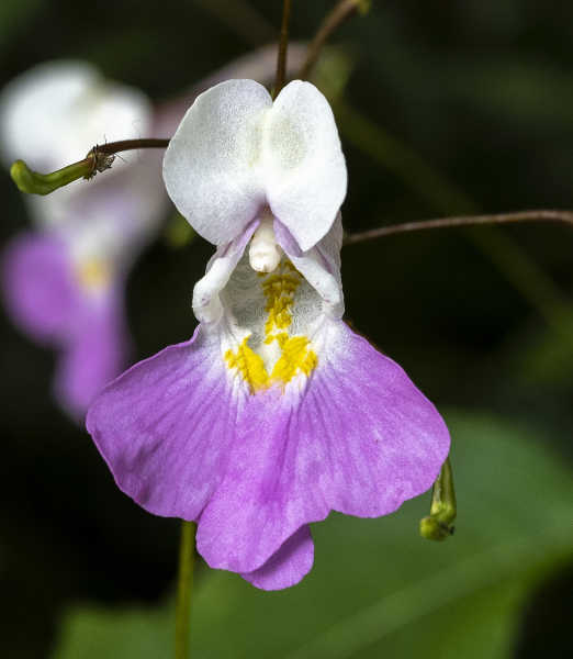 Pflanzenbild gross Balfours Springkraut - Impatiens balfourii