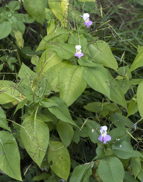 Pflanzenbild gross Balfours Springkraut - Impatiens balfourii