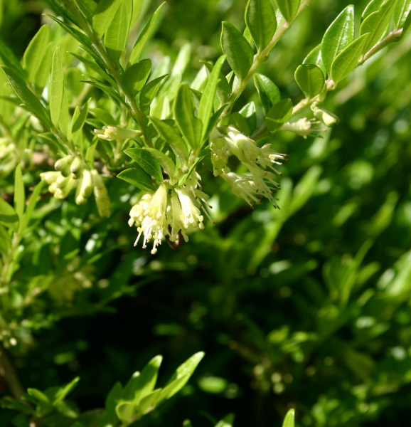 Pflanzenbild gross Immergrüne Kriech-Heckenkirsche - Lonicera pileata