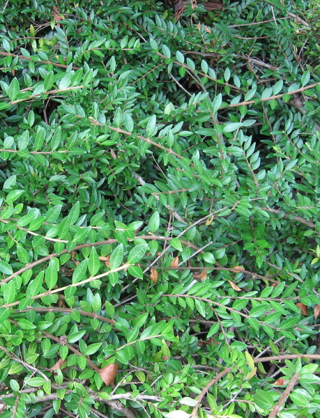 Pflanzenbild gross Immergrüne Kriech-Heckenkirsche - Lonicera pileata