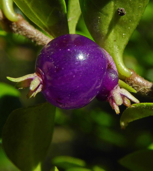 Pflanzenbild gross Immergrüne Kriech-Heckenkirsche - Lonicera pileata