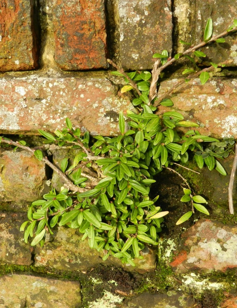 Pflanzenbild gross Immergrüne Kriech-Heckenkirsche - Lonicera pileata