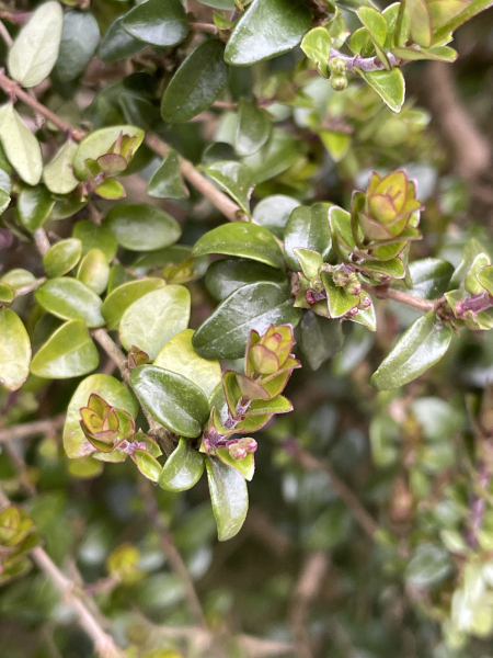 Pflanzenbild gross Immergrüne Kriech-Heckenkirsche - Lonicera pileata