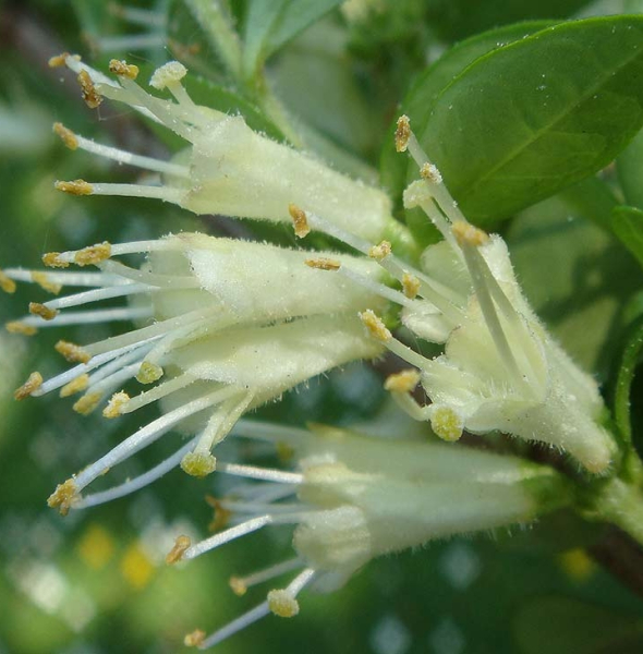Pflanzenbild gross Immergrüne Kriech-Heckenkirsche - Lonicera pileata