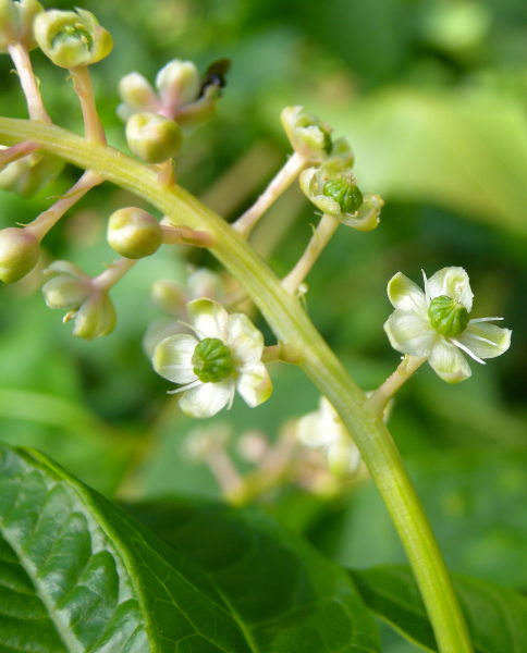 Pflanzenbild gross Amerikanische Kermesbeere - Phytolacca americana