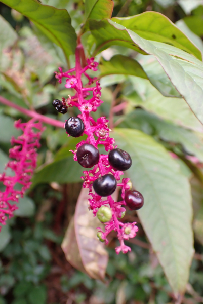 Pflanzenbild gross Amerikanische Kermesbeere - Phytolacca americana