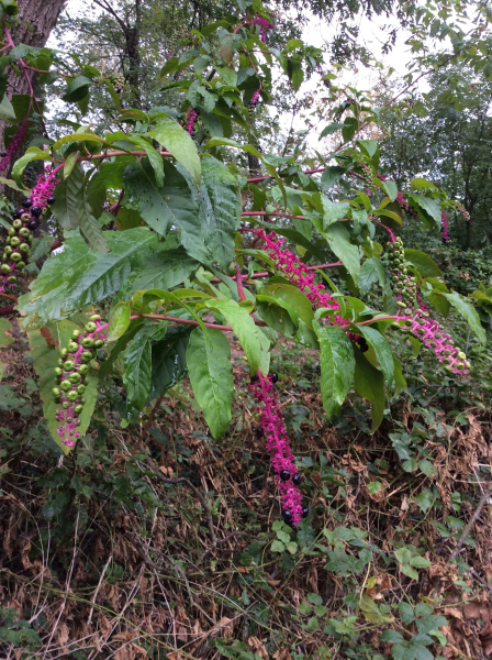 Pflanzenbild gross Amerikanische Kermesbeere - Phytolacca americana