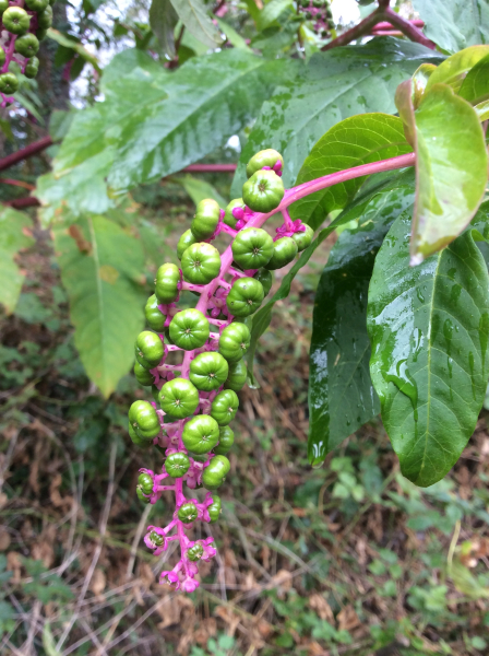 Pflanzenbild gross Amerikanische Kermesbeere - Phytolacca americana
