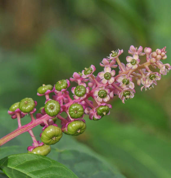 Pflanzenbild gross Amerikanische Kermesbeere - Phytolacca americana