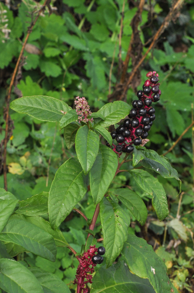 Pflanzenbild gross Amerikanische Kermesbeere - Phytolacca americana