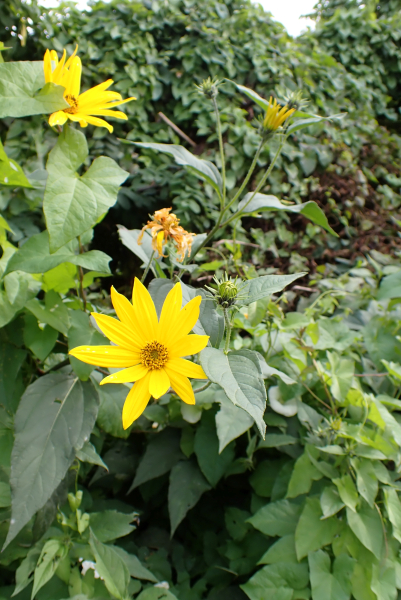 Pflanzenbild gross Topinambur - Helianthus tuberosus