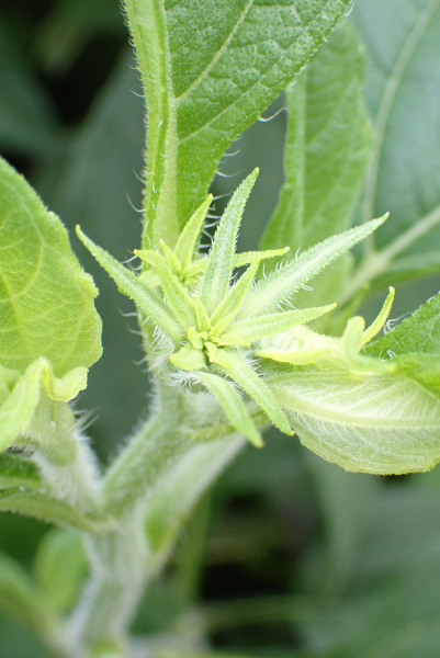 Pflanzenbild gross Topinambur - Helianthus tuberosus