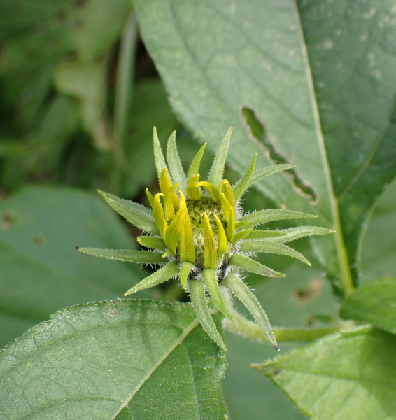 Pflanzenbild gross Topinambur - Helianthus tuberosus