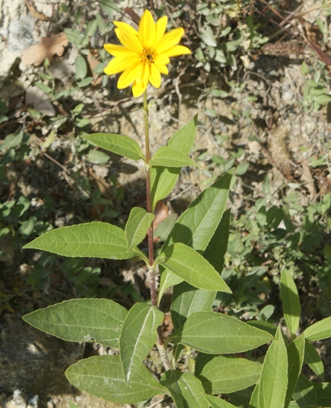 Pflanzenbild gross Topinambur - Helianthus tuberosus