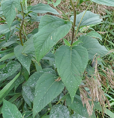 Pflanzenbild gross Topinambur - Helianthus tuberosus