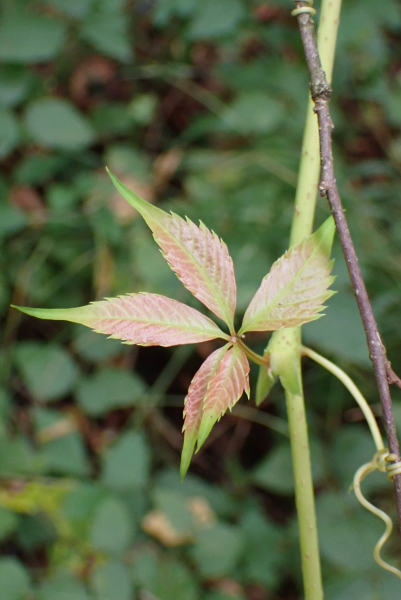 Pflanzenbild gross Fünffingerige Jungfernrebe - Parthenocissus quinquefolia
