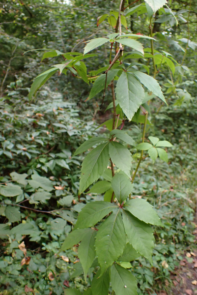 Pflanzenbild gross Fünffingerige Jungfernrebe - Parthenocissus quinquefolia