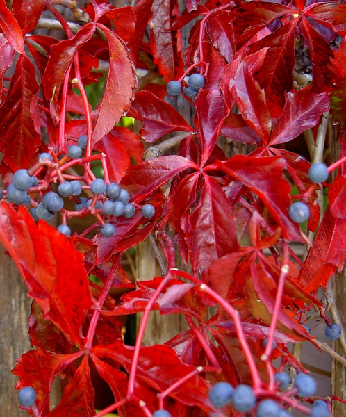 Pflanzenbild gross Fünffingerige Jungfernrebe - Parthenocissus quinquefolia
