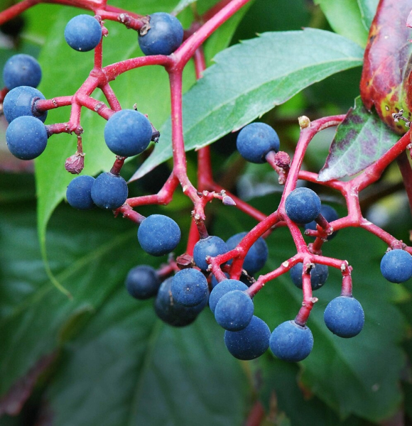 Pflanzenbild gross Fünffingerige Jungfernrebe - Parthenocissus quinquefolia