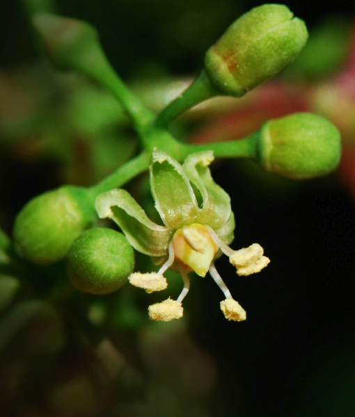 Pflanzenbild gross Fünffingerige Jungfernrebe - Parthenocissus quinquefolia
