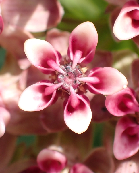 Pflanzenbild gross Syrische Seidenpflanze - Asclepias syriaca