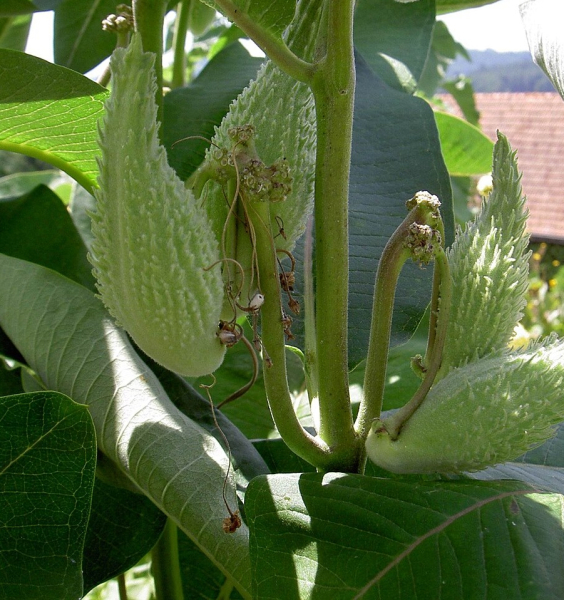 Pflanzenbild gross Syrische Seidenpflanze - Asclepias syriaca