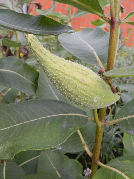 Pflanzenbild gross Syrische Seidenpflanze - Asclepias syriaca