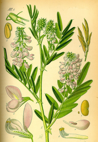 Pflanzenbild gross Geissraute - Galega officinalis