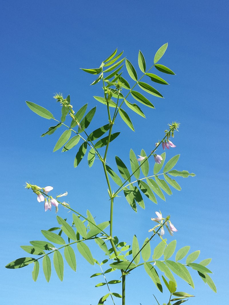 Pflanzenbild gross Geissraute - Galega officinalis