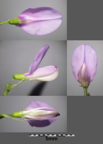 Pflanzenbild gross Geissraute - Galega officinalis