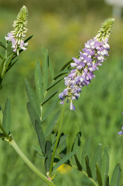 Pflanzenbild gross Geissraute - Galega officinalis