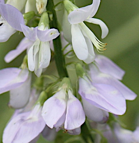 Pflanzenbild gross Geissraute - Galega officinalis