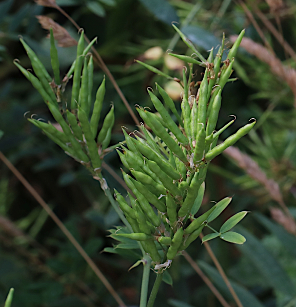 Pflanzenbild gross Geissraute - Galega officinalis
