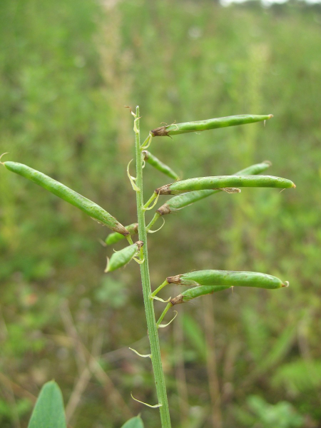Pflanzenbild gross Geissraute - Galega officinalis