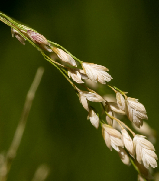 Pflanzenbild gross Gestreiftes Süssgras - Glyceria striata