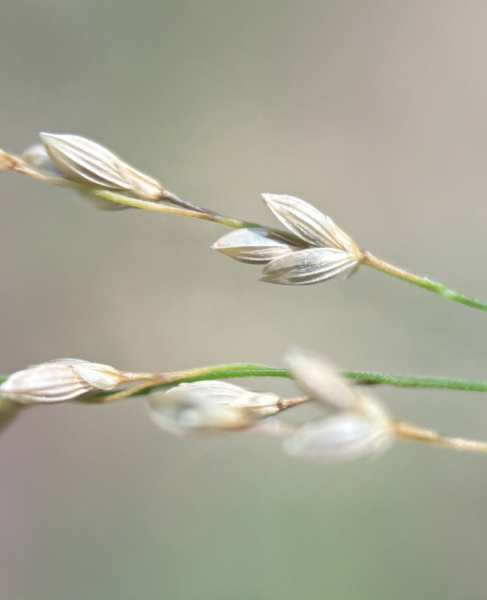 Pflanzenbild gross Gestreiftes Süssgras - Glyceria striata