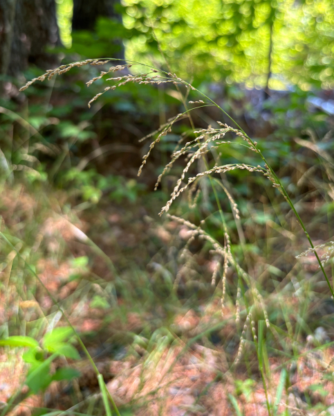 Pflanzenbild gross Gestreiftes Süssgras - Glyceria striata