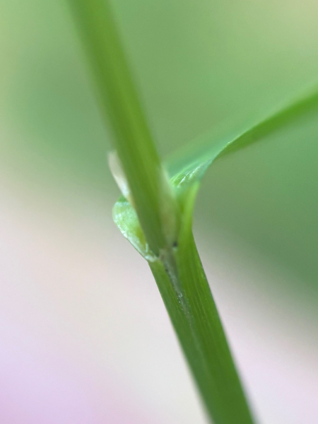 Pflanzenbild gross Gestreiftes Süssgras - Glyceria striata