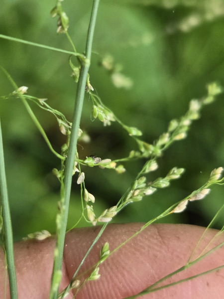 Pflanzenbild gross Gestreiftes Süssgras - Glyceria striata