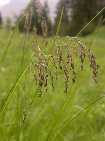 Pflanzenbild gross Gestreiftes Süssgras - Glyceria striata