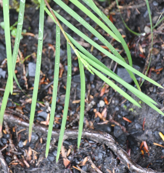 Pflanzenbild gross Gestreiftes Süssgras - Glyceria striata