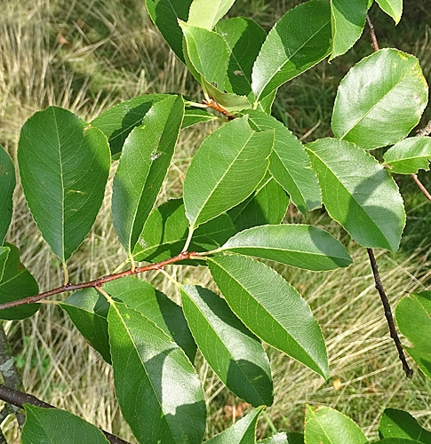 Pflanzenbild gross Herbst-Traubenkirsche - Prunus serotina