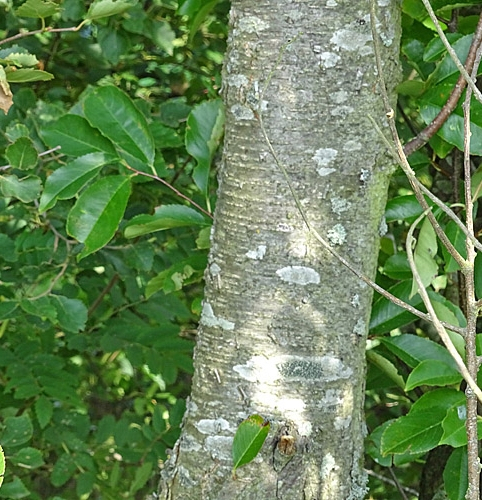 Pflanzenbild gross Herbst-Traubenkirsche - Prunus serotina