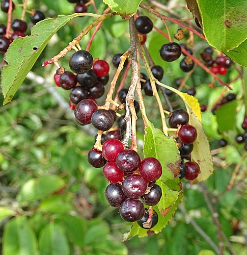 Pflanzenbild gross Herbst-Traubenkirsche - Prunus serotina